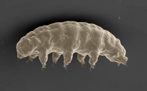 Water bear