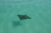 Whitespotted eagle ray (Aetobatus narinari)