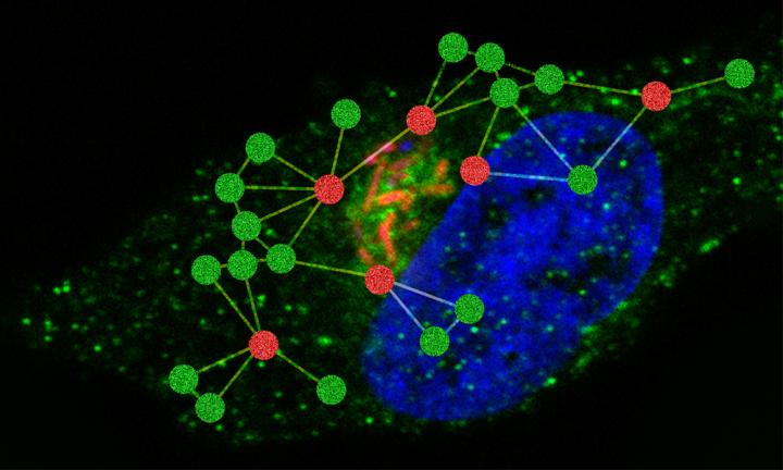 Salmonella hijacks host networks for survival