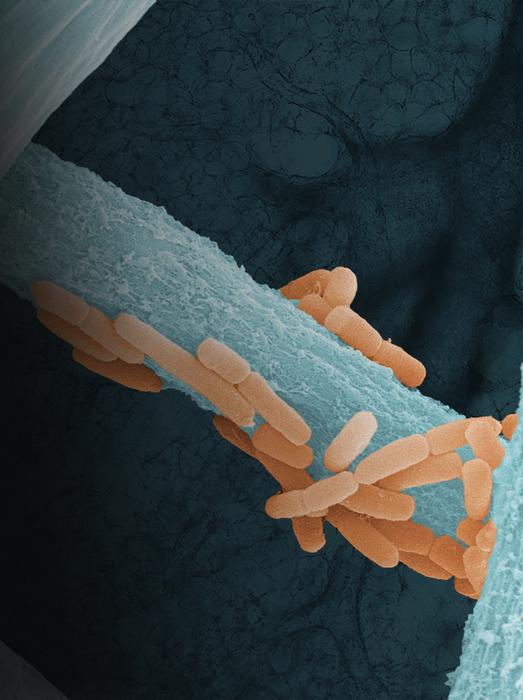Lung-Microbiome