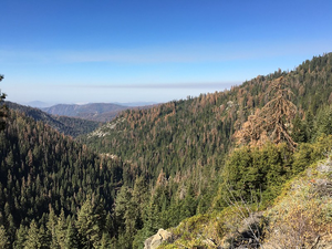 California Forest