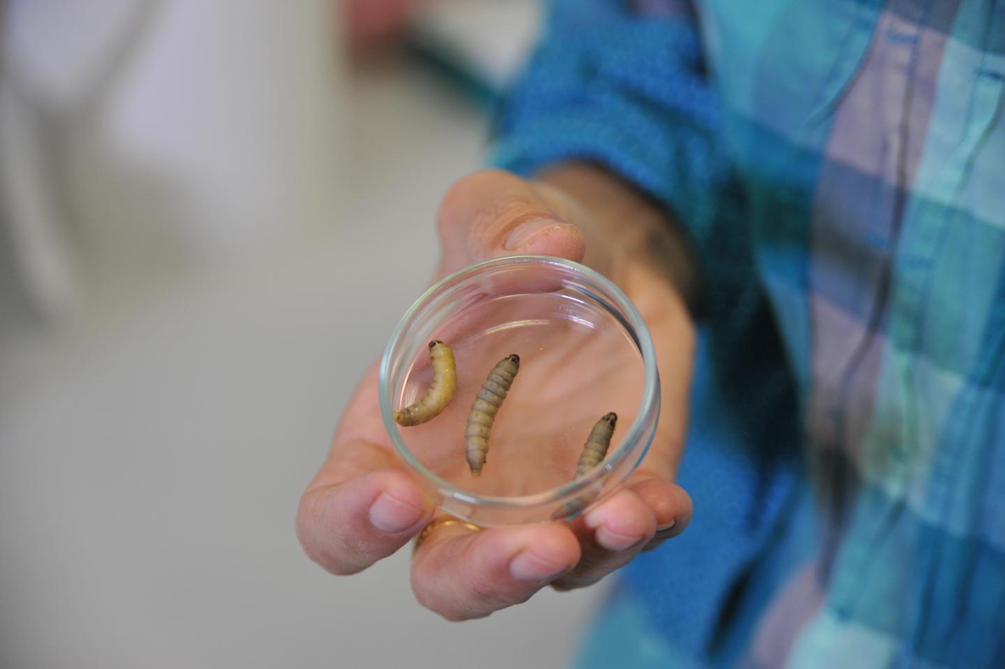 Wax Worm Specimens
