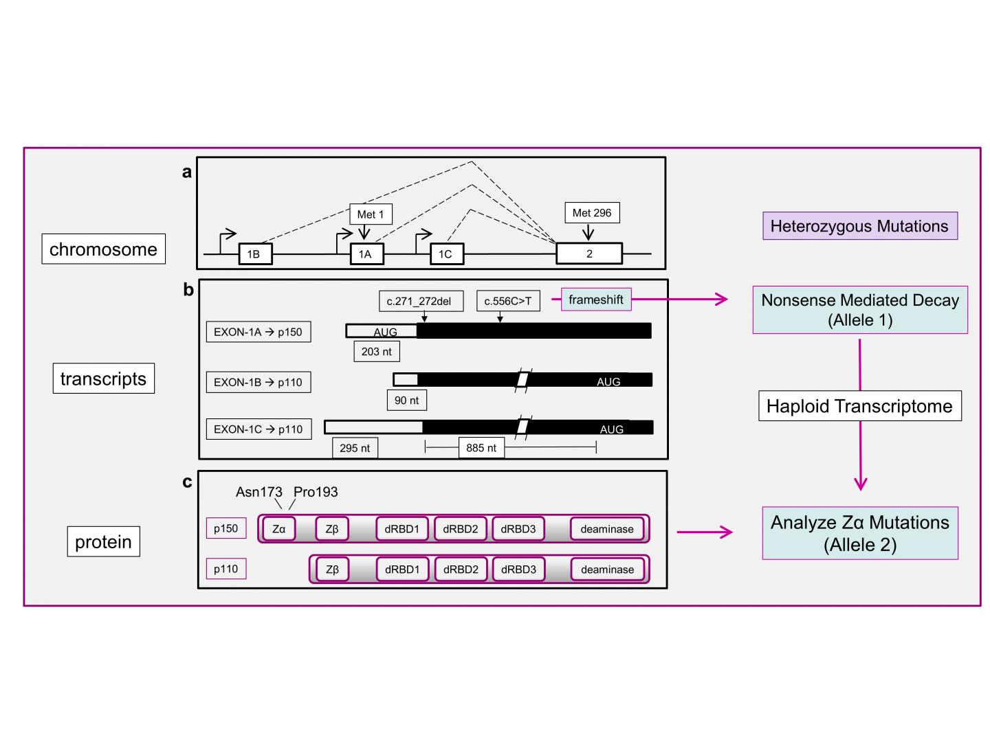 Strategy to Identify a Biological Function for Z-DNA