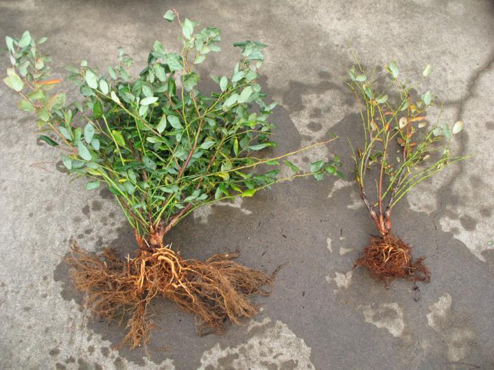 Blueberry Types Identified for Resistance, Susceptibility to Pathogen