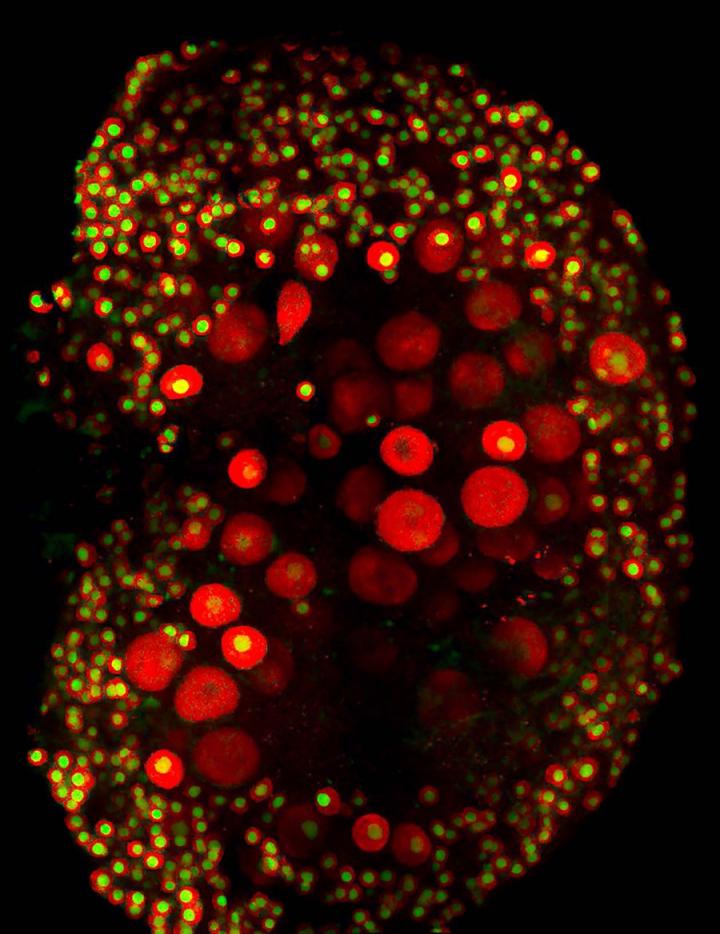 Oocytes, Ovaries