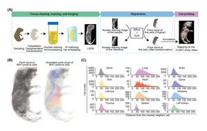 Fig. 3 Analysis of macrophage distribution using the CUBIC Body Atlas