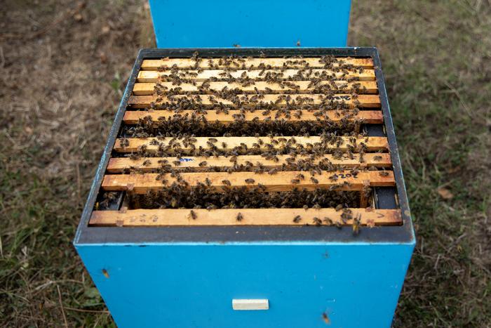Oxford Bee Lab hive.