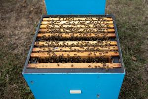 Oxford Bee Lab hive.