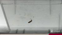 Male Treated with Fluoxetine and Cortisol