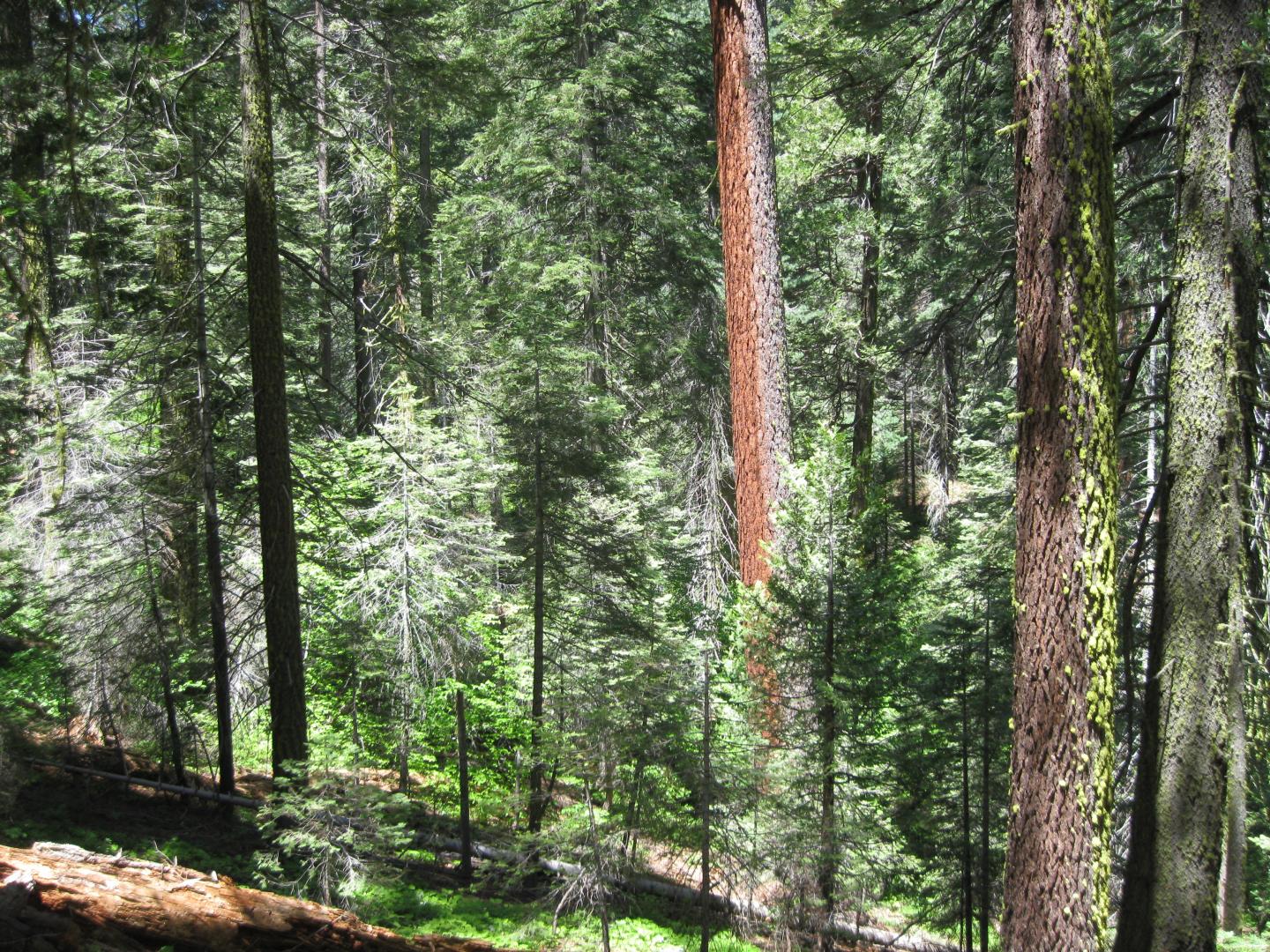 Large-Diameter Trees