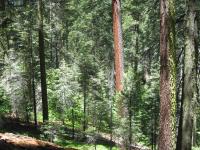 Large-Diameter Trees