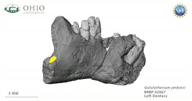 Rotating View of the Lower Jaw of the <Em>Galulatherium Jenkinsi</em>