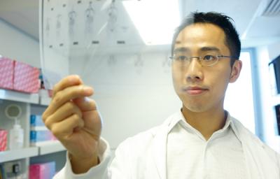 Paul Lee, Garvan Institute of Medical Research