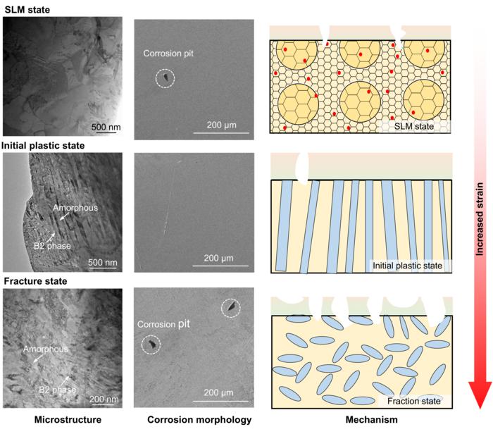 Correlation analysis diagram of "microstructure-corrosion morphology-corrosion mechanism" of nickel-titanium shape memory alloys (NiTi SMAs) under different strain states