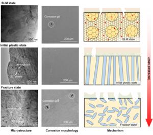 Correlation analysis diagram of "microstructure-corrosion morphology-corrosion mechanism" of nickel-titanium shape memory alloys (NiTi SMAs) under different strain states
