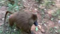 Grunts of Ginea Baboons