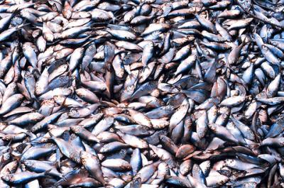 Menhaden Catch