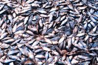 Menhaden Catch