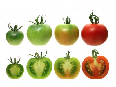 Why Do Supermarket Tomatoes Taste Like Cardboard? (1 of 9)