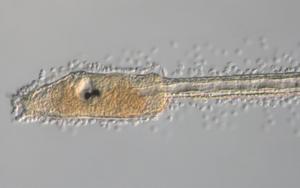 Image showing a larva of the ascidian Ciona