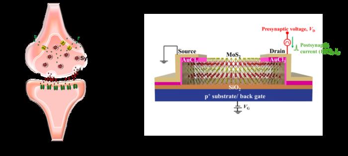 Biological synapse and Contact-engineered MoS₂ memtransistor artificial synapse for brain-inspired cardiac signal processing