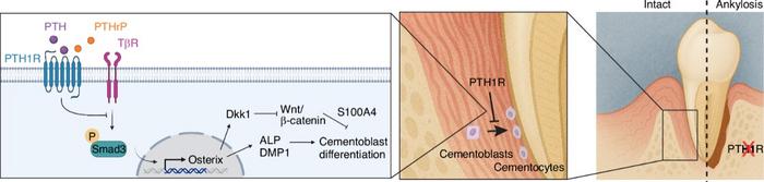PTH1R signaling controls cementum homeostasis and prevents ankylosis