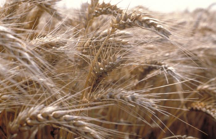 Wheat