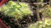 Snap Tentacles Capture Insect