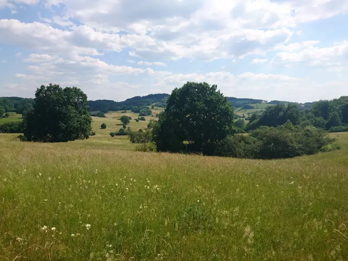 Mosaik aus artenreichen Wiesen, Bäumen und Wäldern im Schutzgebiet Gipskarstlandschaft Hainholz am Rand des Harzes in Niedersachsen. Menschliche Aktivitäten haben die Landschaft geprägt.