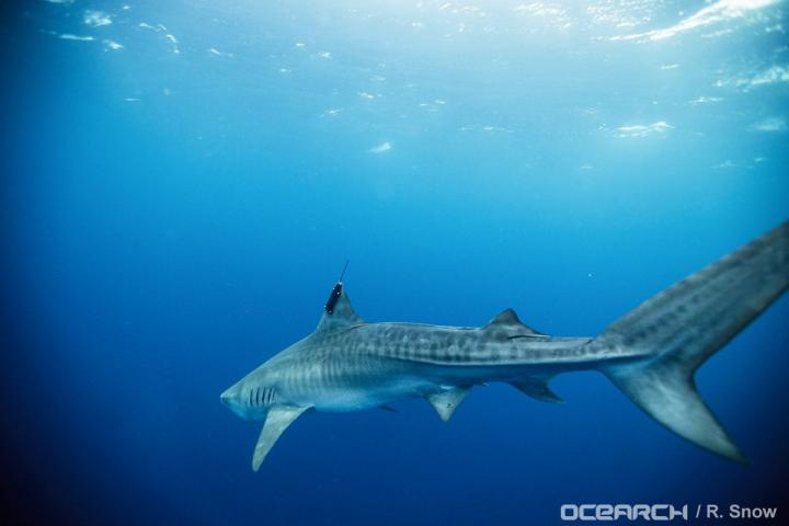 Movements of Tiger Sharks at Varying Life Stages Tracked in Gulf of Mexico