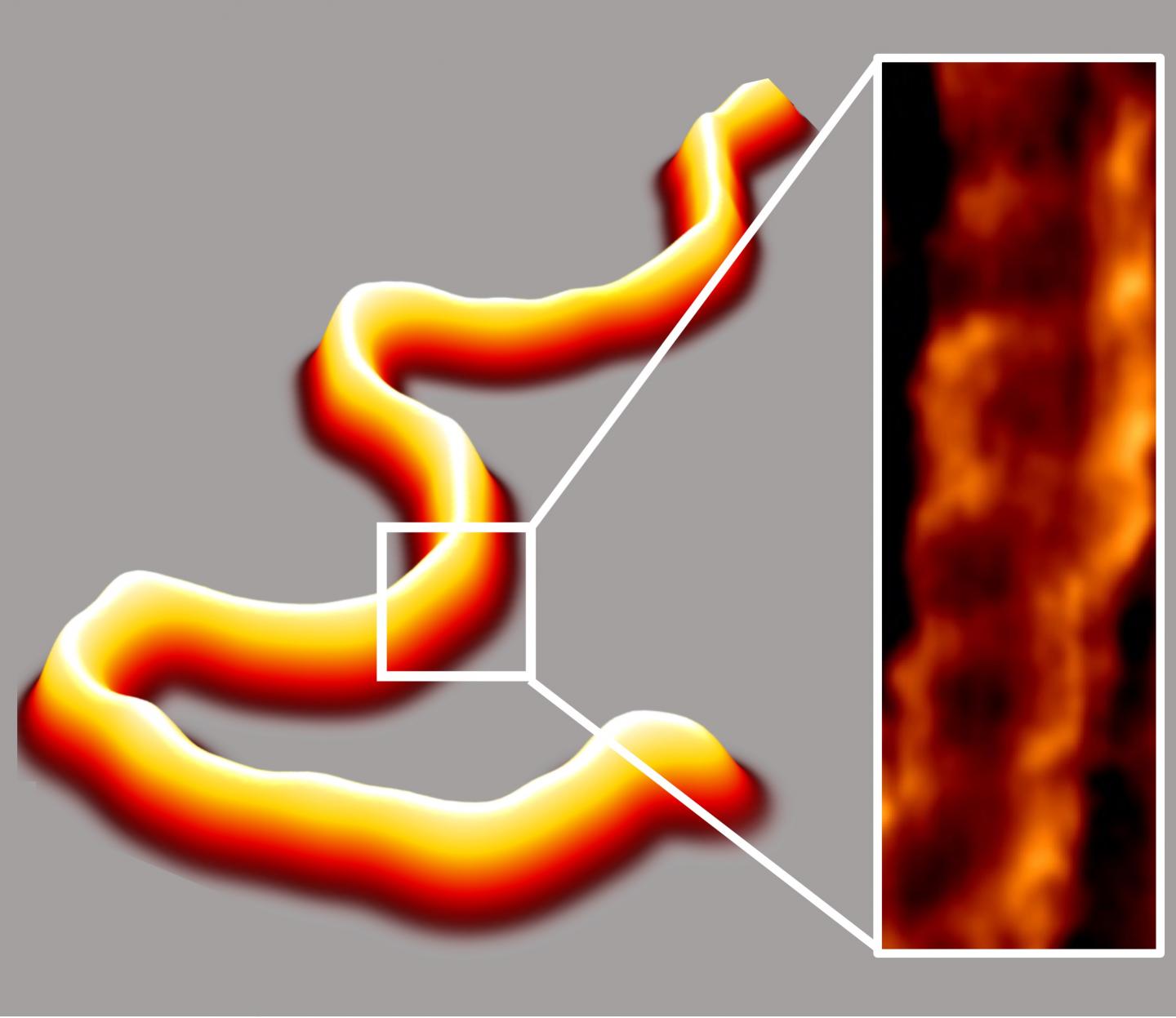 3D DNA Image