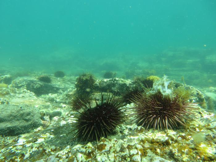 Sea urchins in Australia’s Port Phillip Bay