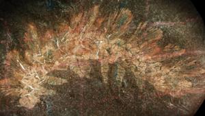Palaeocampa anthrax