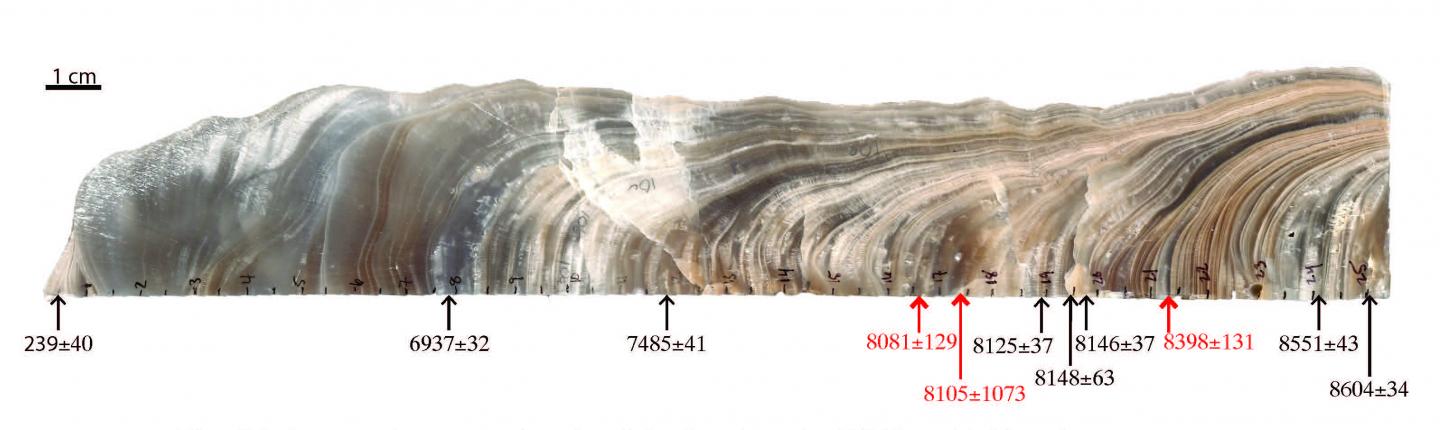 White Moon Cave Stalagmite Quarter Section