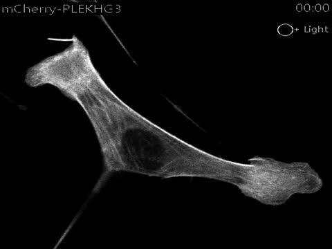PLEKHG3: Cells' Steering Wheel