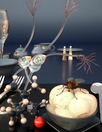 Fly Consumes Camphor-Containing Ice Cream