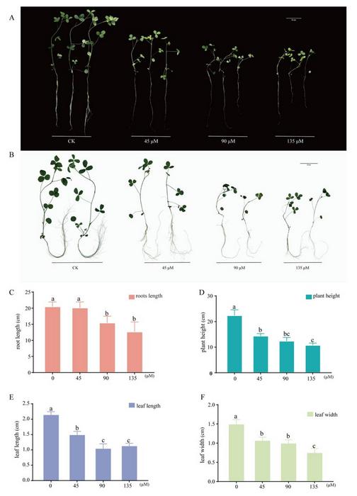Phenotypic response exhibited by blueberry genotypes after inoculation with B. cinerea.