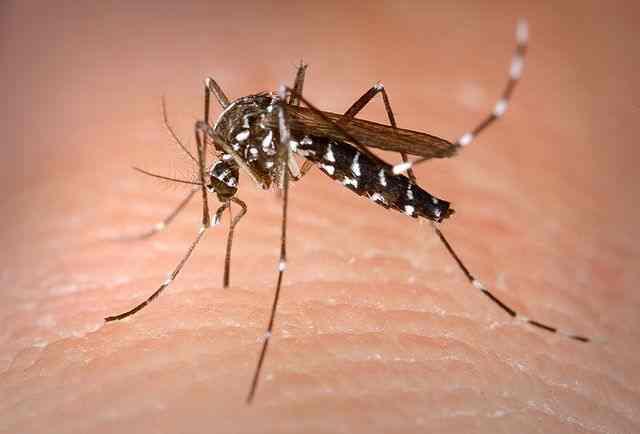 <i>Aedes albopictus</i> Female Mosquito Obtaining a Blood Meal from a Human Host