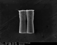 SEM Image of Micromotors