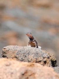 Lizard (3 of 3)
