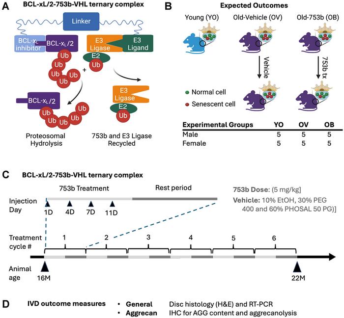 Slowing intervertebral disc aging in mice through long-term systemic treatment with the senolytic BCL-2/BCL-xL proteolysis targeting chimera (PROTAC) 753b