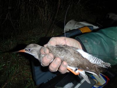 Tagged Redshank