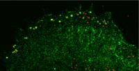 Vaccinia Viruses Can Be Trapped in Protein Cages