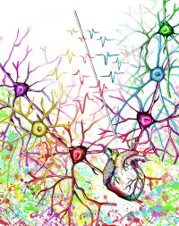 Waveforms recorded in neurons change when the heart beats