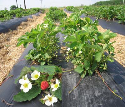 Wild Strawberry