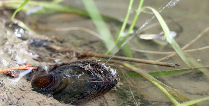 Squirting mussel