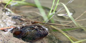 Squirting mussel