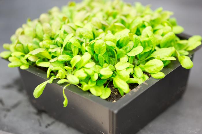 Arabidopsis