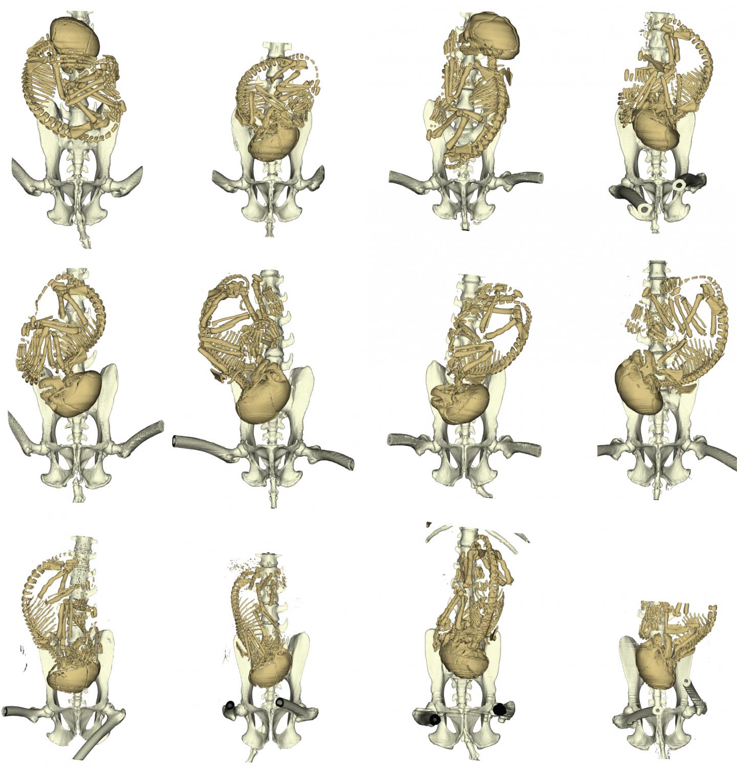CT renderings of mother-fetus dyads of rhesus macaques