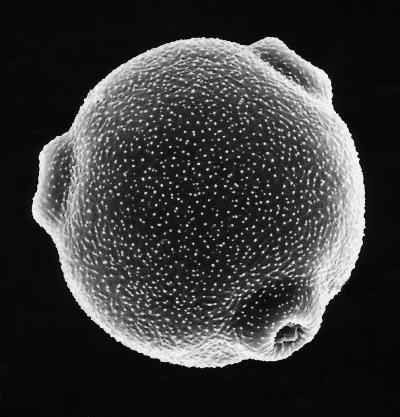 Birch Pollen